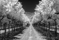 Napa Valley vineyard, between the rows, infrared Royalty Free Stock Photo