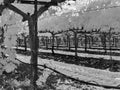 Napa Valley vineyard up close, infrared Royalty Free Stock Photo