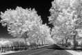 Driveway to the winery in Napa, infrared Royalty Free Stock Photo