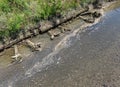 Napa Creek shoreline reinforcement Royalty Free Stock Photo