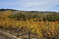 Napa Valley in Autumn Royalty Free Stock Photo