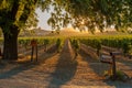 Vineyard in Napa Valley during September in California Royalty Free Stock Photo
