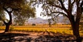 Napa Valley California Autumn Vineyards Royalty Free Stock Photo