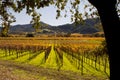 Napa valley California Autumn Vineyards