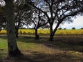 Napa Valley, view into the vineyard Royalty Free Stock Photo