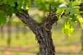 Napa Valley Grape Vine Closeup Royalty Free Stock Photo