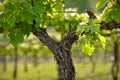 Napa Valley Grape Vine closeup in Spring Royalty Free Stock Photo