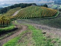 Vineyard on Hillside Napa Valley Autumn Royalty Free Stock Photo