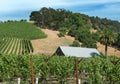 Napa Valley hillside vineyards Royalty Free Stock Photo