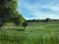 Napa vineyard rolling hills landscape Blue sky Royalty Free Stock Photo