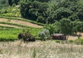 Napa Valley, old shed in the vineyard Royalty Free Stock Photo