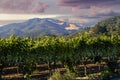 Napa valley at sunrise with beautiful sky colors over the mountains and wine grapes growing in the foreground. Royalty Free Stock Photo