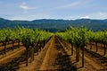 Napa Valley vineyard Royalty Free Stock Photo