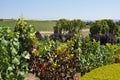 Napa Valley vineyard, California Royalty Free Stock Photo