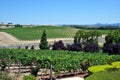 Napa Valley vineyard, California Royalty Free Stock Photo