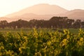Napa valley vineyard at dusk