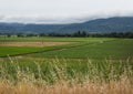 Napa Valley vineyard, low clouds Royalty Free Stock Photo