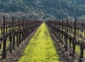 Napa Valley vineyard Royalty Free Stock Photo