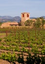 Napa Valley vineyard at sunset Royalty Free Stock Photo