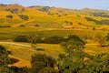 Napa Valley vineyard at sunset Royalty Free Stock Photo