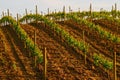 Napa Valley vineyard at sunset Royalty Free Stock Photo