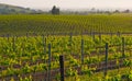 Napa Valley vineyard at sunset Royalty Free Stock Photo