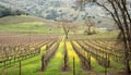 Napa Valley vineyard Royalty Free Stock Photo