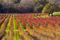 Napa Valley Vineyards in Autumn Colors Royalty Free Stock Photo