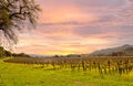 Napa Valley Vineyards Autumn Sunrise Royalty Free Stock Photo