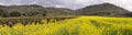 Napa Valley Vineyards and Mustard Blooming Panoramic
