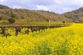 Napa Valley Vineyards and Mustard Blooming Royalty Free Stock Photo