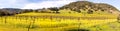 Napa Valley Vineyards and Mustard in Spring Panoramic