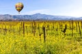 Napa Valley Vineyards and Mustard in Spring Royalty Free Stock Photo