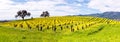 Napa Valley Vineyards and Mustard in Spring