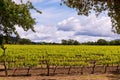 Napa Valley Vineyards, Spring, Mountains, Sky, Clouds, Hot Air Balloon Royalty Free Stock Photo