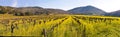 Napa Valley Vineyards And Spring Mustard