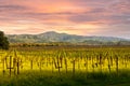 Napa Valley Vineyards Spring Sunrise Royalty Free Stock Photo