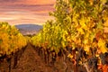 Napa Valley Vineyards Sunrise