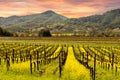 Napa Valley Vineyards Sunrise Royalty Free Stock Photo