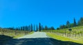 Napa vineyard entrance with tall Cypress Trees, grape vines and winding road Royalty Free Stock Photo