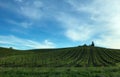 Napa vineyard rolling hills landscape under cloudy sky Royalty Free Stock Photo