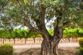 Napa vineyard and winery in the sunny state of California Royalty Free Stock Photo