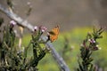 Napaea or Mountain Fritillary, boloria napaea, butterfly, adult, Torres Del Paine National Park, Chile