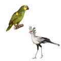 Naped Amazon Parrot, Secretarybird isolated on Royalty Free Stock Photo