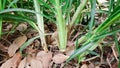 Napier grass, elephant grass, pennisetum purpureum