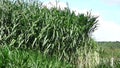 Napier Grass In Farm Plants