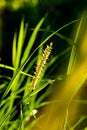 Napier grass flower in sunny day Royalty Free Stock Photo