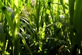 Napier grass in the morning light.