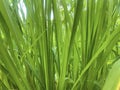 Napier grass Pennisetum purpureum, slender green leaves Used as food for ruminants Can be cut And design editing