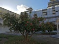 Naples - Camellia tree in the cloister of San Martino Royalty Free Stock Photo